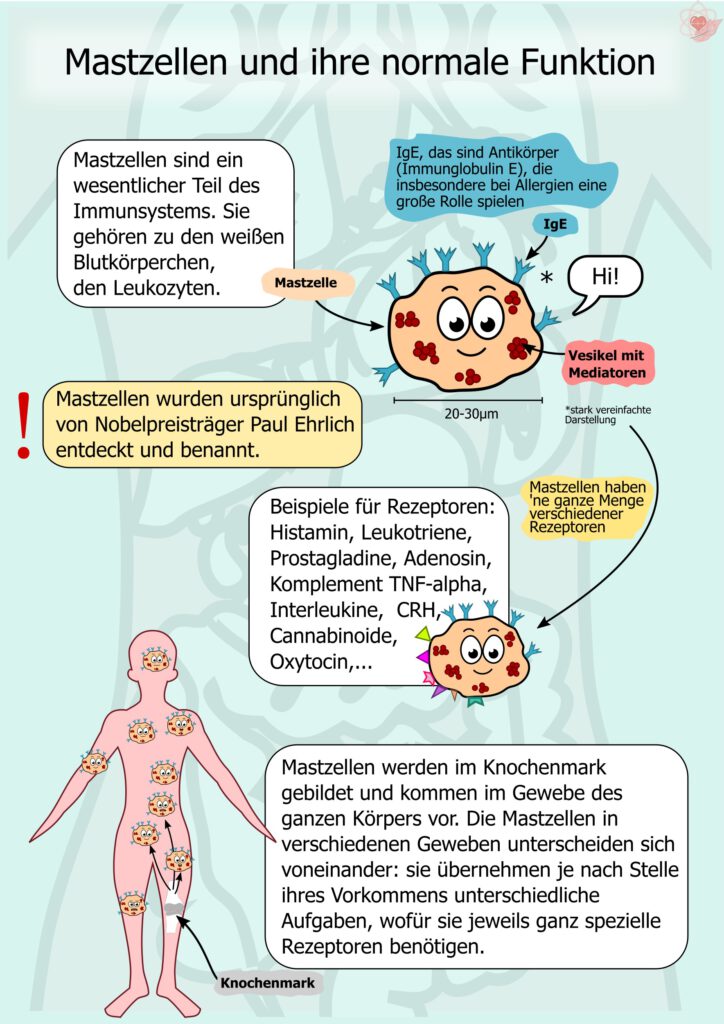Hellblauer Hintergrund. Oben eine große Zeichnung einer Mastzelle mit Gesicht, Rezeptoren auf der Oberfläche und kleinen Bläschen im Inneren. Daneben schematische Darstellungen von IgE-Antikörpern und Knochenmark. Unten links eine menschliche Figur mit markierten Körperbereichen. Mehrere Sprechblasen und Beschriftungen erläutern Aufbau und Funktion der Mastzellen.