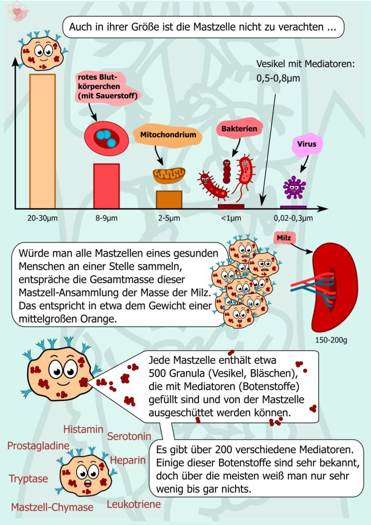 Hellblauer Hintergrund. Links Größenvergleiche zwischen Mastzelle, roten Blutkörperchen, Bakterien, Viren und einem Mitochondrium. Rechts eine aufgeschnitten dargestellte Mastzelle mit zahlreichen Granula. Pfeile zeigen auf verschiedene Mediatoren wie Histamin, Serotonin und Tryptase. Die Illustrationen verdeutlichen die große Zahl gespeicherter Botenstoffe.