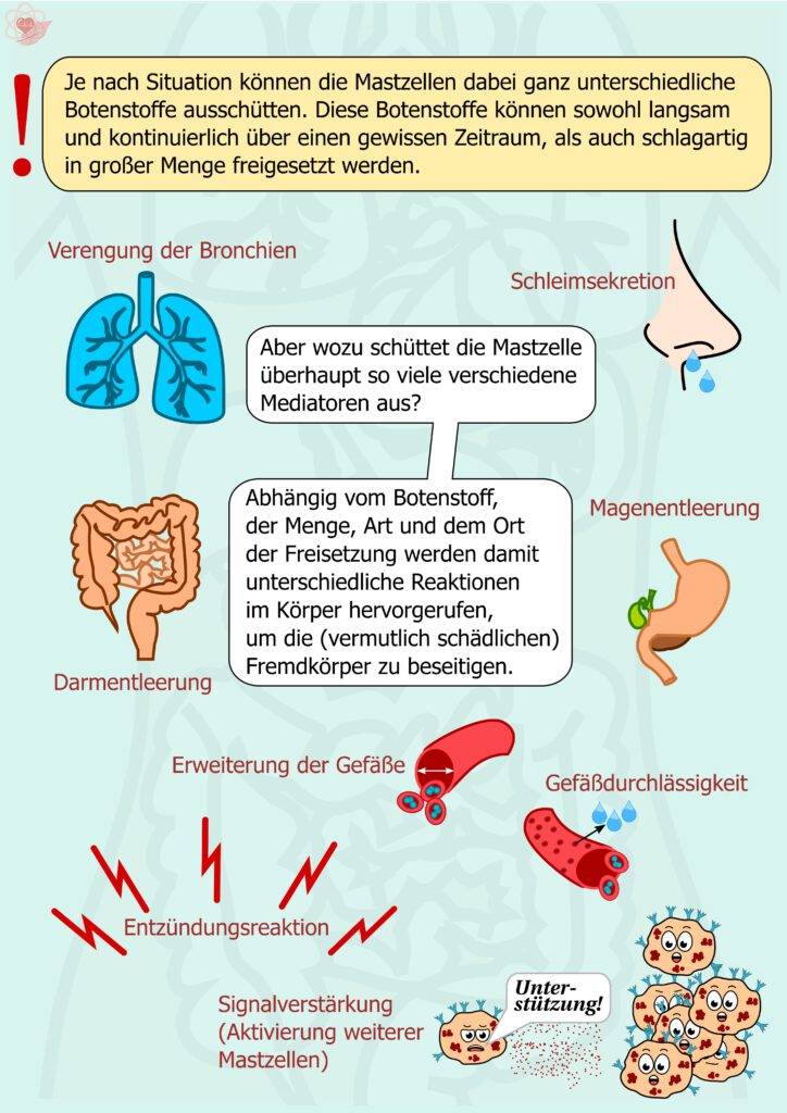 Symbole für verschiedene Körperreaktionen: Lunge, Nase, Darm, Magen, Blutgefäße. Der Text verdeutlicht, dass unterschiedliche Mediatoren unterschiedliche Wirkungen auslösen können, etwa Entzündung, Schleimbildung oder Gefäßveränderungen.