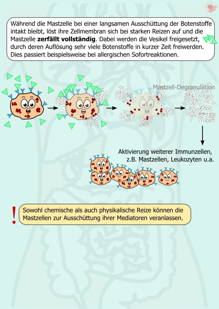 Grafische Schritt-für-Schritt-Darstellung. Eine Mastzelle wird aktiviert und setzt zahlreiche Granula frei. Die Zellstruktur löst sich teilweise auf. Pfeile zeigen die Freisetzung von Botenstoffen und die Aktivierung weiterer Immunzellen. Die Seite veranschaulicht einen starken Aktivierungsprozess.